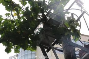 雁江供電公司修理10kV中晶二線上樹枝，變身“伐木工”