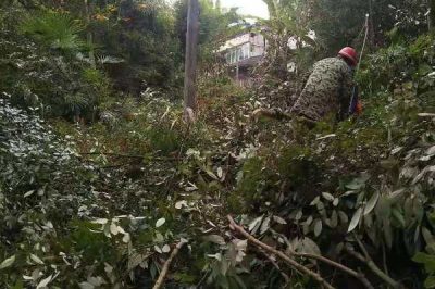 “剃須理發(fā)”，保持供電線路暢通