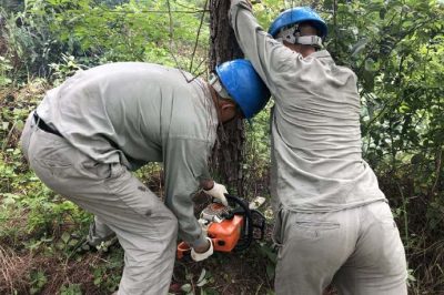 林木尖尖角，為何要砍掉？