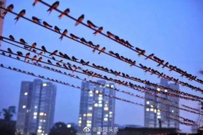 小鳥站在高壓線上為什么不會(huì)觸電？