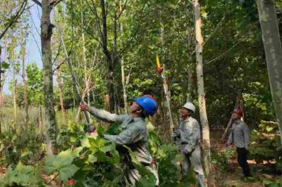 國(guó)網(wǎng)武漢市江夏區(qū)供電公司安山供電所員工完成毛嶺村高嶺陳臺(tái)區(qū)樹障清理工作