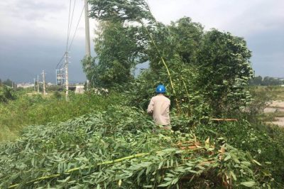 對10千伏白土線機(jī)巡及10千伏北朗線進(jìn)行清障