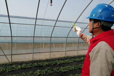 草莓花開正艷，“紅馬甲”為草莓上市“保駕護航”