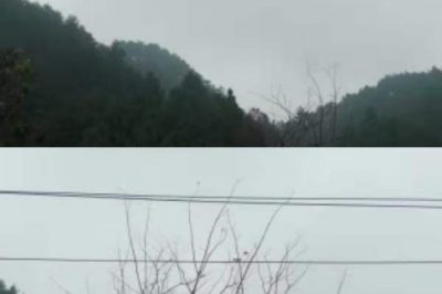 對(duì)10千伏桐南線砍青掃障