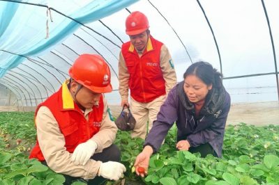 對(duì)草莓大棚用電線路、排灌設(shè)備進(jìn)行檢查維護(hù)