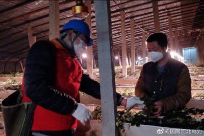 為果蔬大棚檢查供電線路、開關(guān)、照明燈具，以及水泵、卷簾機等設(shè)備